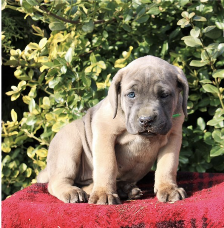 comprar cachorros sanos, baratos y asequibles para la venta